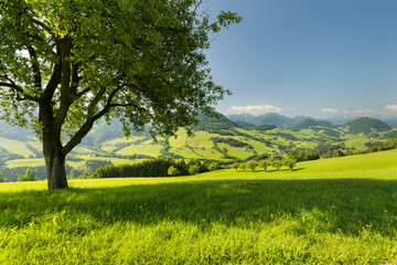 oberösterreichisches Alpenvorland nahe Maria Neustift, Oberösterreich, Österreich