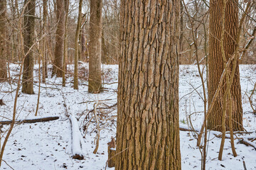 Serene Snow-Dusted Woodland with Textured Trees, Fort Wayne