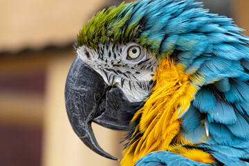 Colorful parrot © Cooper