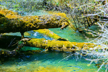 Jiuzhaigou Valley, Aba Qiang and Tibetan Autonomous Prefecture, Sichuan Province - Streams and waterfalls in the forest