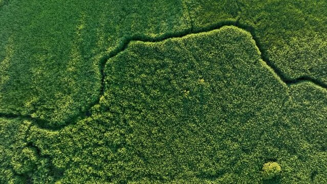 Winding river in jungle, Amazon. Zigzag River, drone view. Small river in field, Aerial view. Wildlife Refuge Wetland Restoration. Green Nature Scenery. River in Wildlife. Freshwater and Ecosystem. 