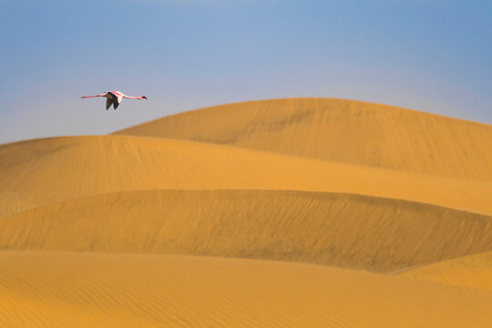 Lesser flamingo (Phoeniconaias minor) flying above sand dunes near Walvis Bay; Namibia