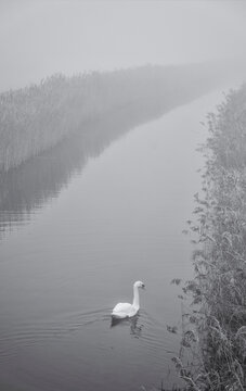 Swan (Cygnus) swimming along the lode (river) on a misty morning near the village of Reach; Cambridgeshire, England, United Kingdom