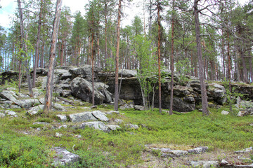 Deep in wild Sweden forest