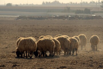 Pastoreo de ovejas al sur de Amán, Jordania