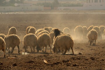 Pastoreo de ovejas al sur de Amán, Jordania