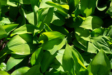 Dark green leaves of lily of the valley. Convallaria majalis. Fibonacci spiral in nature. Copy space. Selective focus