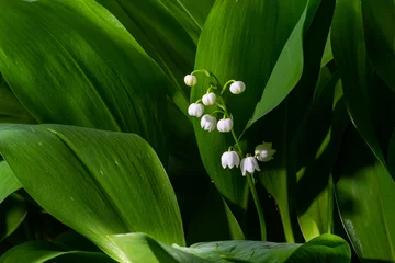 Schilderijen op glas Lily of the Valley flowers Convallaria majalis with tiny white bells. Macro close up of poisonous flowering plant. Springtime herald and popular garden flower © Oleh Marchak
