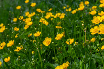 Close-up of Ranunculus repens, the creeping buttercup, is a flowering plant in the buttercup family Ranunculaceae, in the garden