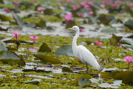 A white egret (Ardea alba) standing on a lily pad among the pink water lilies (Nymphaea pubescens) in Pink Lotus Lake; Udon Thani, Thailand