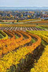 herbstliche Weinberge in der Termenregion, Baden bei Wien, Industrieviertel, Niederösterreich, Österreich