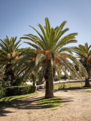 Palme im Park