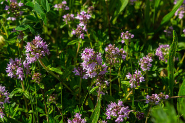 Obraz premium Blossoming fragrant Thymus serpyllum, Breckland wild thyme, creeping thyme, or elfin thyme close-up, macro photo. Beautiful food and medicinal plant in the field in the sunny day