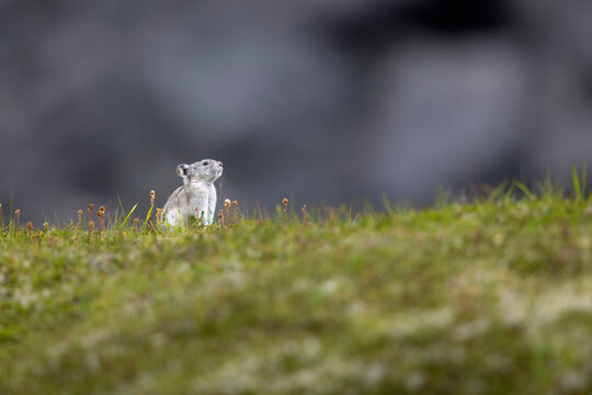 A collared pika (Ochotona collaris) pausing on the alpine tundra at Southcentral Alaska's Hatcher Pass, high in the Talkeetna Mountains north of Palmer in late August; Alaska, United States of America