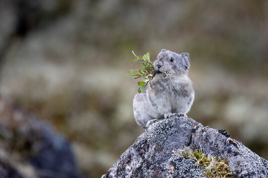 Collared pika stands on rock with leaves in mouth, Hatcher Pass, Talkeetna Mountains, Alaska, USA