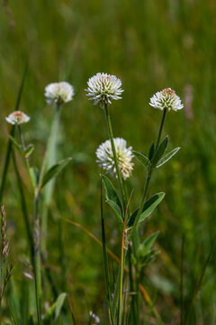 Trifolium montanum, mountain clover meadow in summer. Collecting medicinal herbs for non-traditional medicine. Soft focus