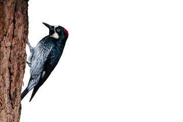 Acorn Woodpecker (Melanerpes formicivorus) High Resolution Photo, Perched on an Isolated Transparent PNG Background - 763396184