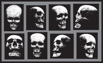 set of skulls from different angles