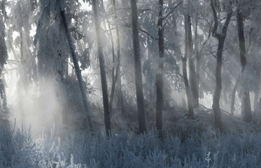 Raureif im Wienerwald, Badener Lindkogel, Niederösterreich, Österreich
