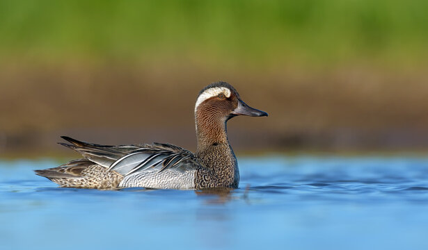 Sunny male Garganey (spatula querquedula) swims on blue vivid colored spring lake in warm morning 