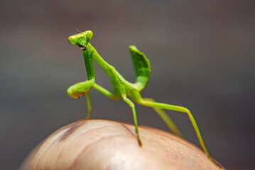 Macro de mantis