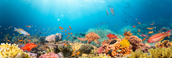 Underwater Tropical Corals Reef with colorful sea fish. Marine life sea world. Tropical colourful underwater seascape. - 763398562