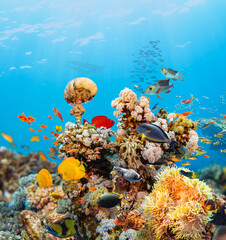 Underwater Tropical Corals Reef with colorful sea fish. Marine life sea world. Tropical colourful underwater seascape. - 763400707