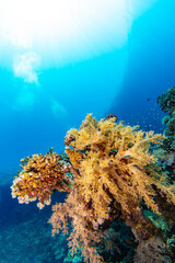 Underwater Tropical Corals Reef with colorful sea fish. Marine life sea world. Tropical colourful underwater seascape. - 763400917