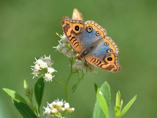 male mangrove buckeye (junonia genoveva hilaris) butterfly, spanish name Cuatro Ojos Com&uacute;n, on white wildflower