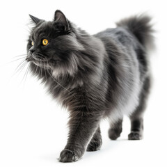 Beautiful gray cat with long thick hair isolated on white background. Domestic cat with bright yellow eyes on white background with space for copy, text and advertising, food and pet products