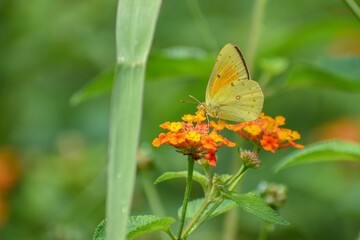 Fototapeta premium Yellow butterfly colias lesbia, spanish name Isoca de la alfalfa, on a Lantana camara wildflower
