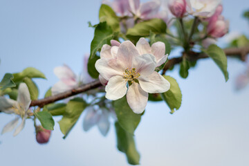 tree blossom. blossoming apple orchard. close-up of an apple blossom in a spring garden. close-up of an apple blossom bud. apple blossom against the sky in spring
