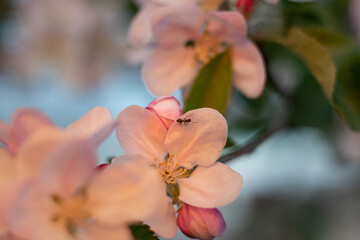 blossoming apple orchard. close-up of an apple blossom in a spring garden. close-up of an ant on an apple tree flower