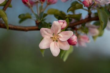 blossoming apple orchard. close-up of an apple blossom in a spring garden. close-up of an apple blossom bud. apple blossom against the sky in spring