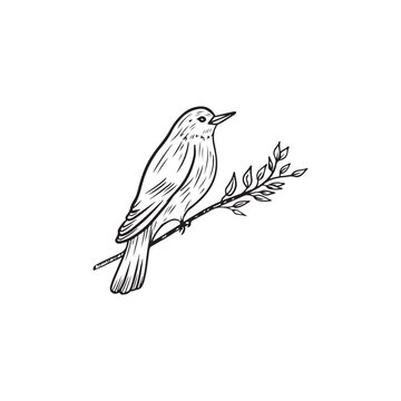 recommend clip art: Beautiful realistic bird is sitting on the spring blooming branch with leaves in black isolated on white background. Hand drawn vector sketch illustration in doodle engraved line art vintage style