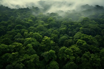 Aerial view of a lush, green forest canopy stretching for miles