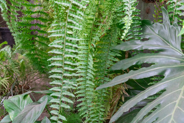 Green foliage fern nephrolepis exaltata in greenhouse. Lush leafs boston or sword fern in monotypic...