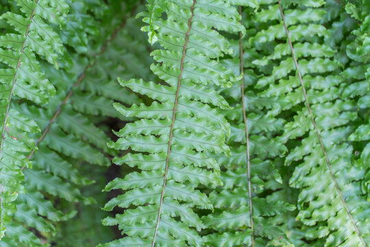 Green foliage fern nephrolepis exaltata in greenhouse. Lush leafs boston or sword fern in monotypic family lomariopsidaceae. Ruffles plant family nephrolepidaceae in glasshouse. Green background.