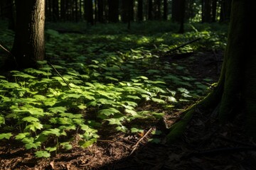 A play of shadows and light on the forest floor