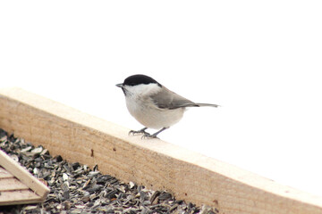 Willow Tit (Poecile montanus) at bird feeder in winter time.