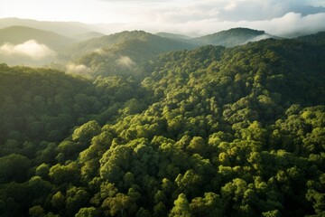 Aerial shot of a dense forest canopy drenched in soft morning light