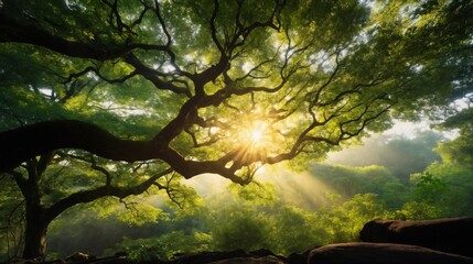 Fototapeta premium beautiful summer landscape at sunset, an old big tree in the forest, sunlight shines through with twisting branches, a glade, beautiful nature