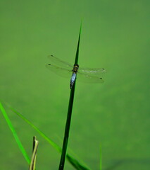 Blue dragonfly 