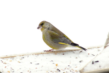 Greenfinch (Carduelis chloris) on a bird feeder covered by snow in winter time picking seeds close...