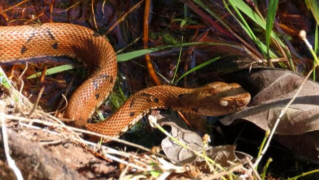 snake in the forest, Venomous pit viper species of Bothrops genus