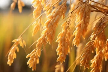 Foto op Canvas Close up of ripe rice grains swaying gently in a vibrant paddy field © KerXing