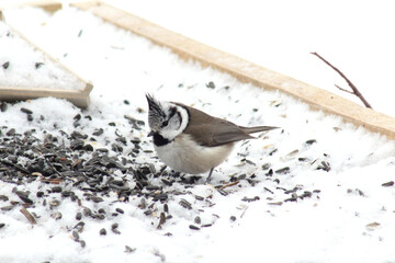 The crested tit or European crested tit (Lophophanes cristatus) at bird feeder picking sunflower...