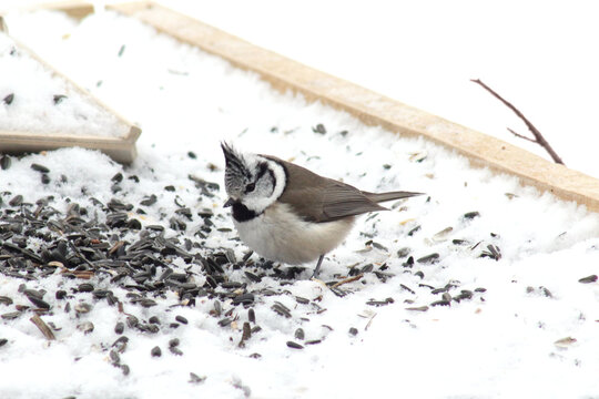 The crested tit or European crested tit (Lophophanes cristatus) at bird feeder picking sunflower seeds close-up winter time.