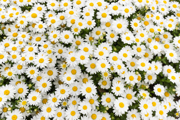 Daisies in a field in spring