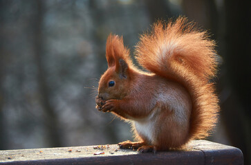 funny squirell eating nuts in the park